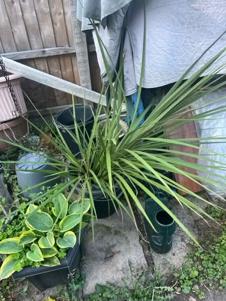 Photo of free Cordyline (Birmingham B3) #2