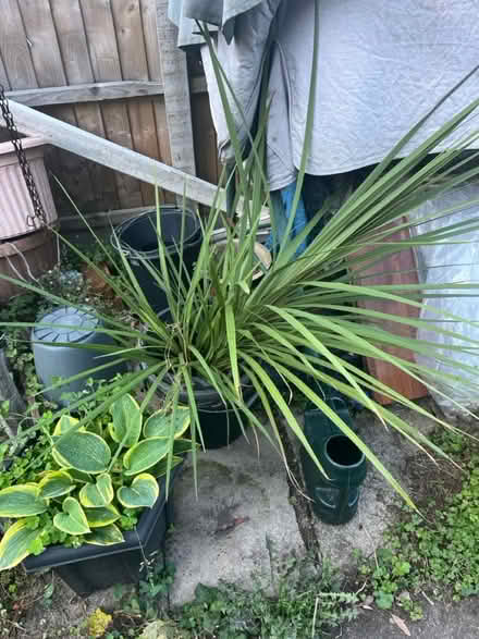 Photo of free Cordyline (Birmingham B3) #1