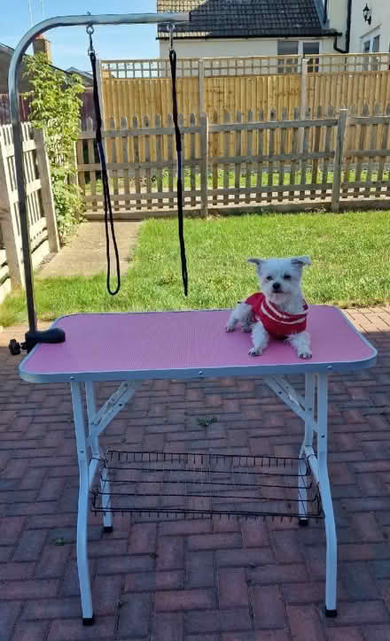 Photo of free Kollektion: grooming table (Moulsoe MK16) #2
