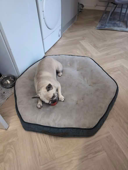 Photo of free Dog bed (Netherton L30) #1