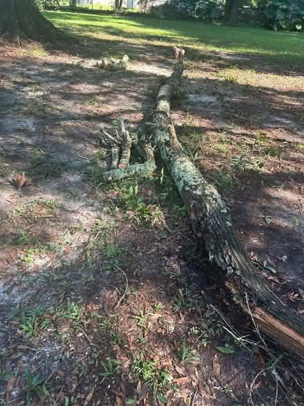 Photo of free oak firewood (Bellview/Beulah) #1