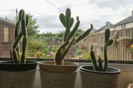 Photo of free Cactus plants (Overtown ML2) #1