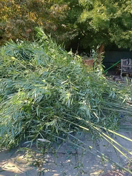 Photo of free Bamboo (Lingfield RH7) #3