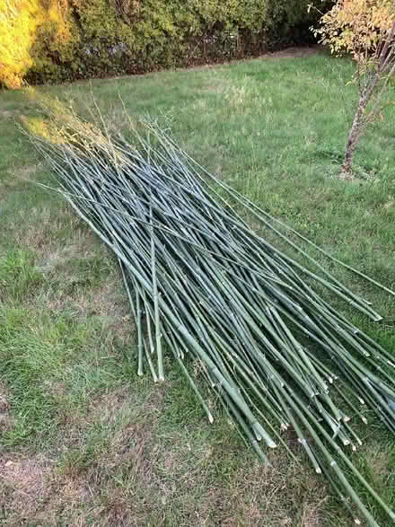 Photo of free Bamboo sticks, cut from our garden (Lingfield RH7) #1