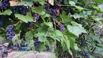 Photo of free grapes (Sundorne SY1) #1