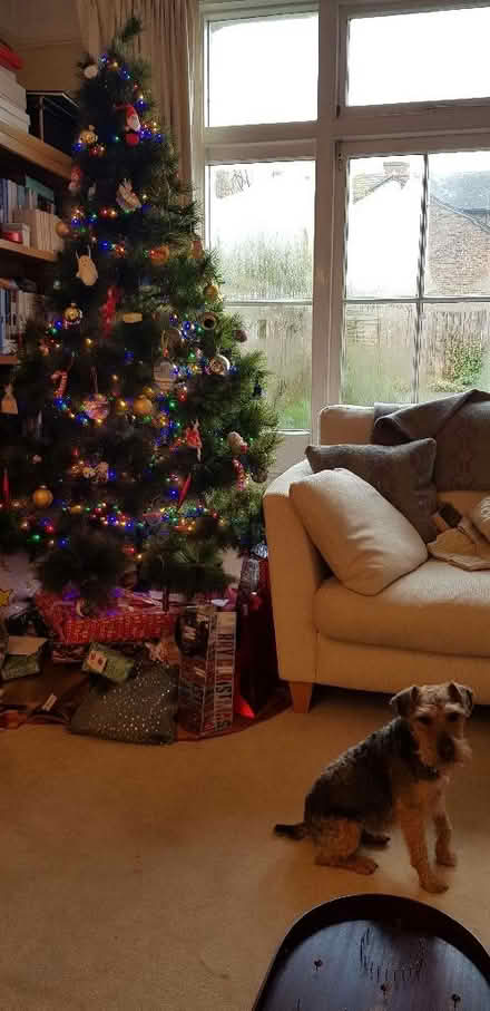 Photo of free artificial Christmas tree (Higham Lane TN11) #2