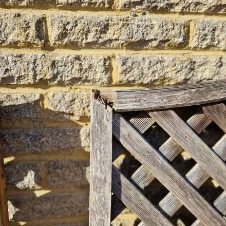 Photo of free Trellis panels, arched, 1.8m x 1.8m (Laleham, TW18) #2