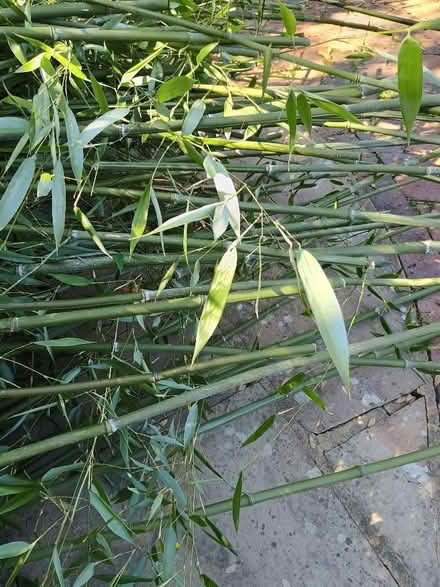 Photo of free Bamboo (Lingfield RH7) #4