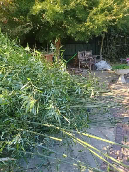 Photo of free Bamboo (Lingfield RH7) #2