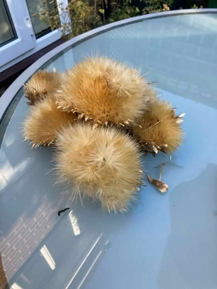Photo of free Cardoon seedheads (Bernards Heath AL3) #1