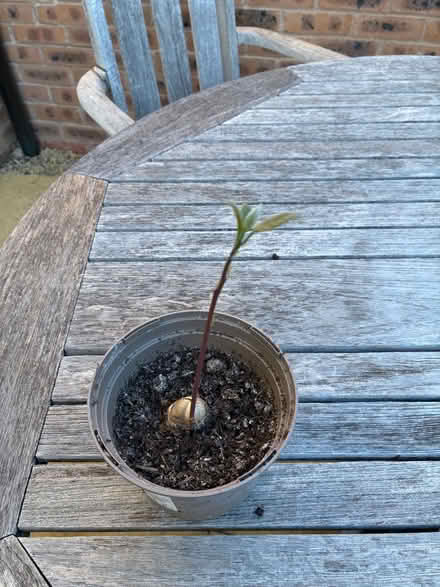 Photo of free Baby avocado plant (Kennington OX14) #1
