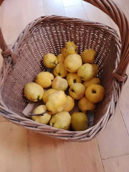 Photo of free Quince fruit (Heaton Chapel SK4) #1