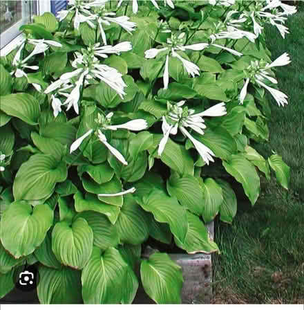 Photo of free Hostas (Carlingwood) #1