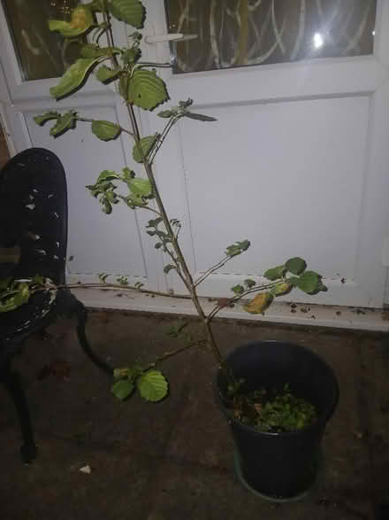 Photo of free 3 foot alder tree (Bradwell Common MK13) #1