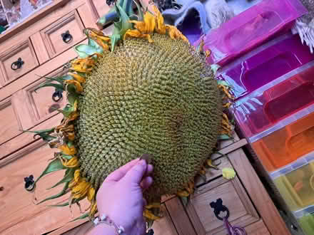 Photo of free Sunflower Seeds! (Osmaston DE24) #3
