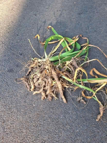 Photo of free Iris plants (Blue Mt. area of Saugerties) #1