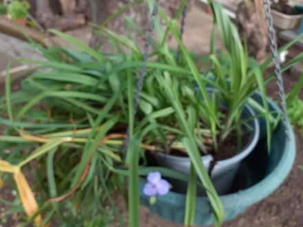 Photo of free Tradescantia Virginiana plants (Newmarket/New Cheveley Rd CB8) #1