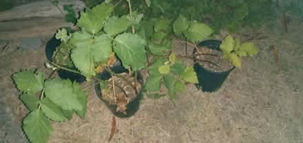 Photo of free Olympic berries again (Maple Leaf) #1