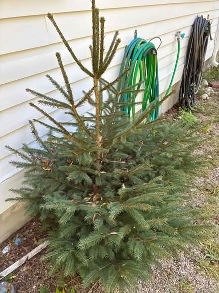 Photo of free Norway Spruce (Littleton MA) #1