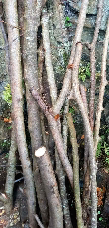 Photo of free Wood/Tree Branches x 11. (Penzance TR18) #1