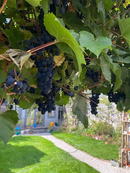 Photo of free Black grapes (Western Park LE3) #3