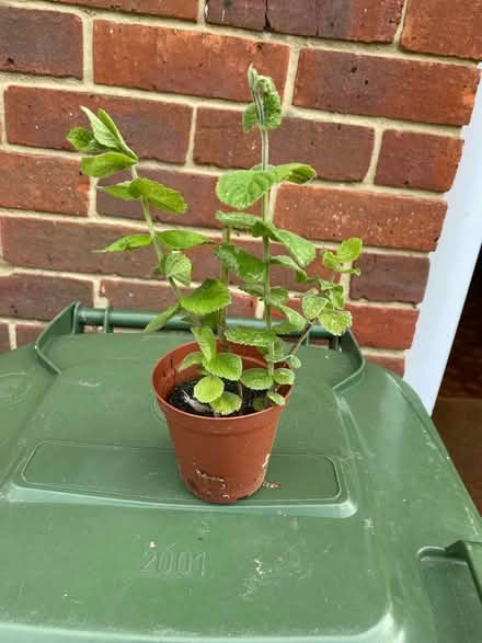 Photo of free Mint plant (St. Peter's CT10) #1