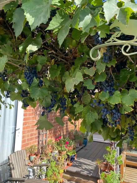Photo of free Black grapes (Western Park LE3) #2