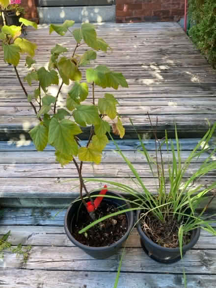 Photo of free Black Currant Seedling (Somerset/Bayswater) #1