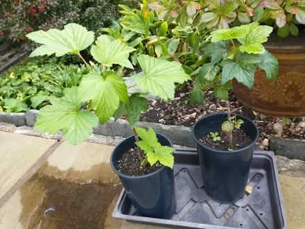 Photo of free Blackcurrant plants Ben Sarek (Endmoor LA8) #1