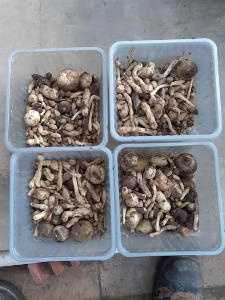 Photo of free Tradescantia Virginiana bulbs (Newmarket/New Cheveley Rd CB8) #2