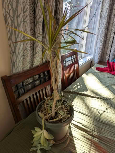 Photo of free indoor plants (Gatewood) #1