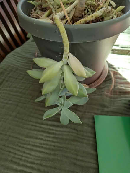 Photo of free indoor plants (Gatewood) #3