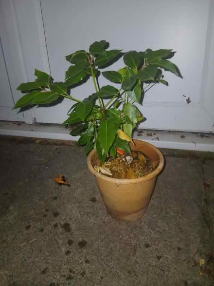 Photo of free Foot high laurel tree (Bradwell Common MK13) #1