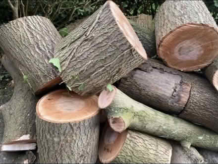 Photo of free Firewood, Collection Only, Lots Of It (Griffithstown NP4) #1