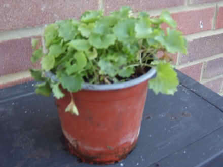 Photo of free campanula blue ground cover plant (Durrington BN13) #1