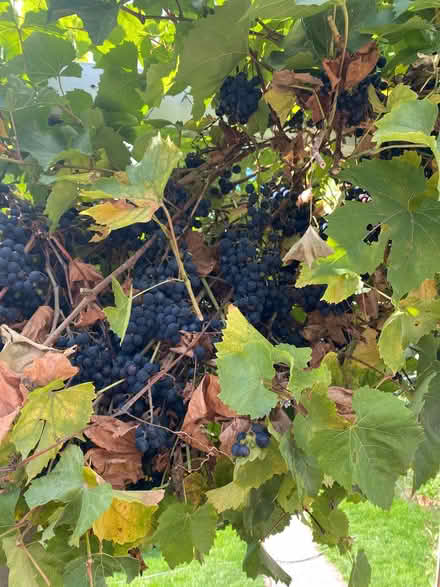 Photo of free Black grapes (Western Park LE3) #1