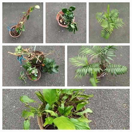 Photo of free House plants (Hockley Port B18) #1