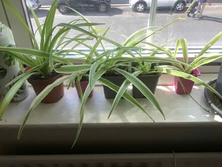 Photo of free Small spider plants (White City W10) #1