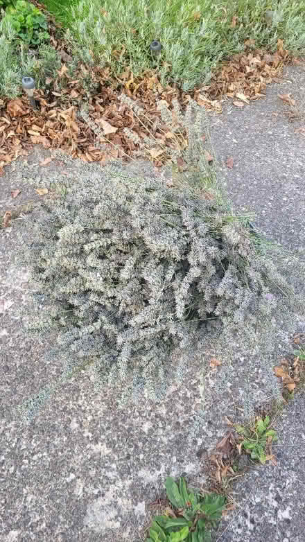 Photo of free Lavender cuttings (Turves Green B31) #1