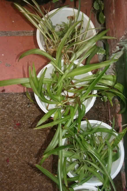 Photo of free Small spider plants (Great Boughton CH3) #2
