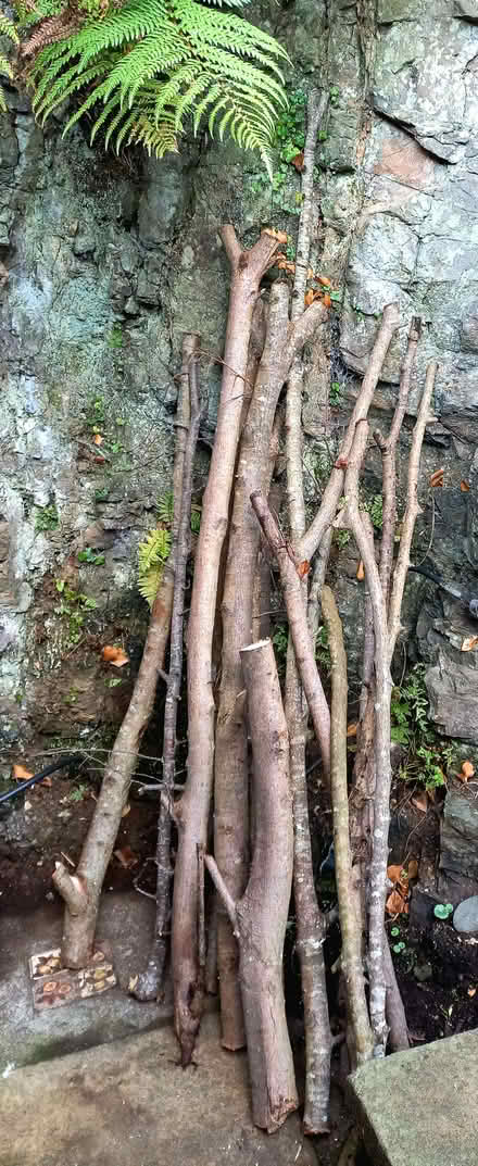 Photo of free Wood/Tree Branches x 11. (Penzance TR18) #2