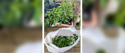 Photo of free Bag of serrano peppers on the plant, probably 30-40 peppers. (Priors Park GL20) #1