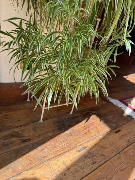 Photo of free Spider plant pups (Wisbech St Mary PE13) #1