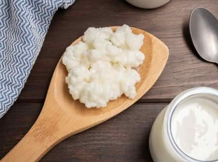 Photo of Kefir grains (Cowley OX4) #1