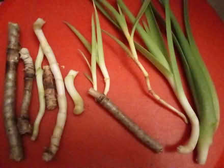 Photo of free Aloe ciliaris stem cuttings (Dublin central) #1