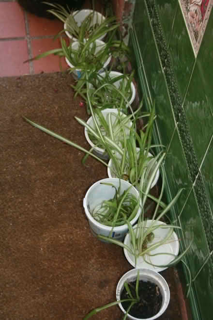 Photo of free Small spider plants (Great Boughton CH3) #1