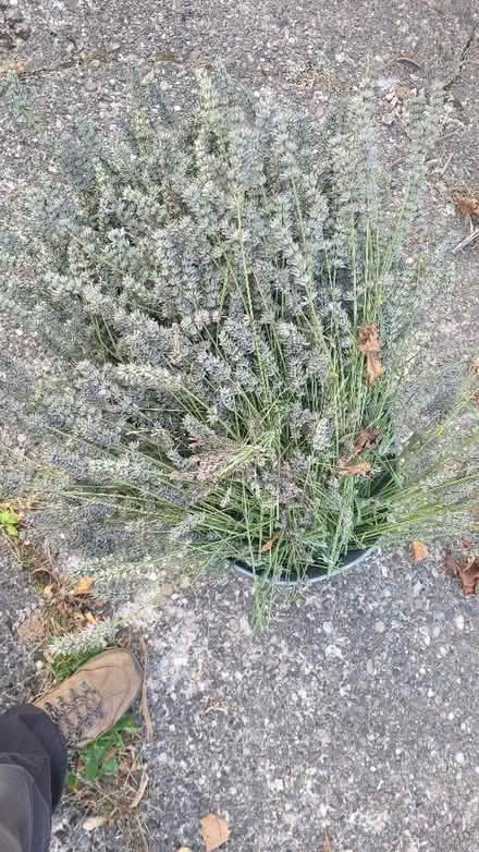 Photo of free Lavender cuttings (Turves Green B31) #2