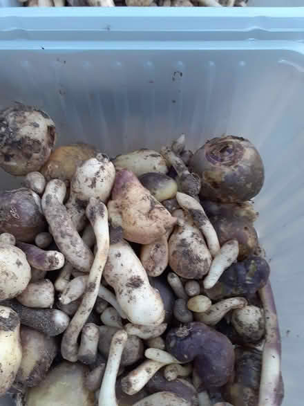 Photo of free Tradescantia Virginiana bulbs (Newmarket/New Cheveley Rd CB8) #1
