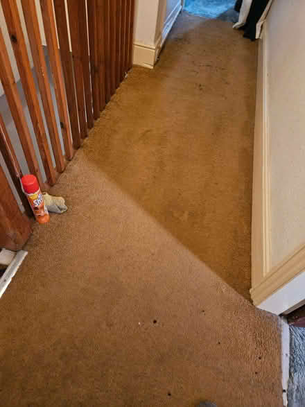 Photo of free Carpet (Loughborough LE11) #1