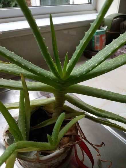 Photo of free Aloe Vera plant with 2 babies (Malvern Link WR14) #1